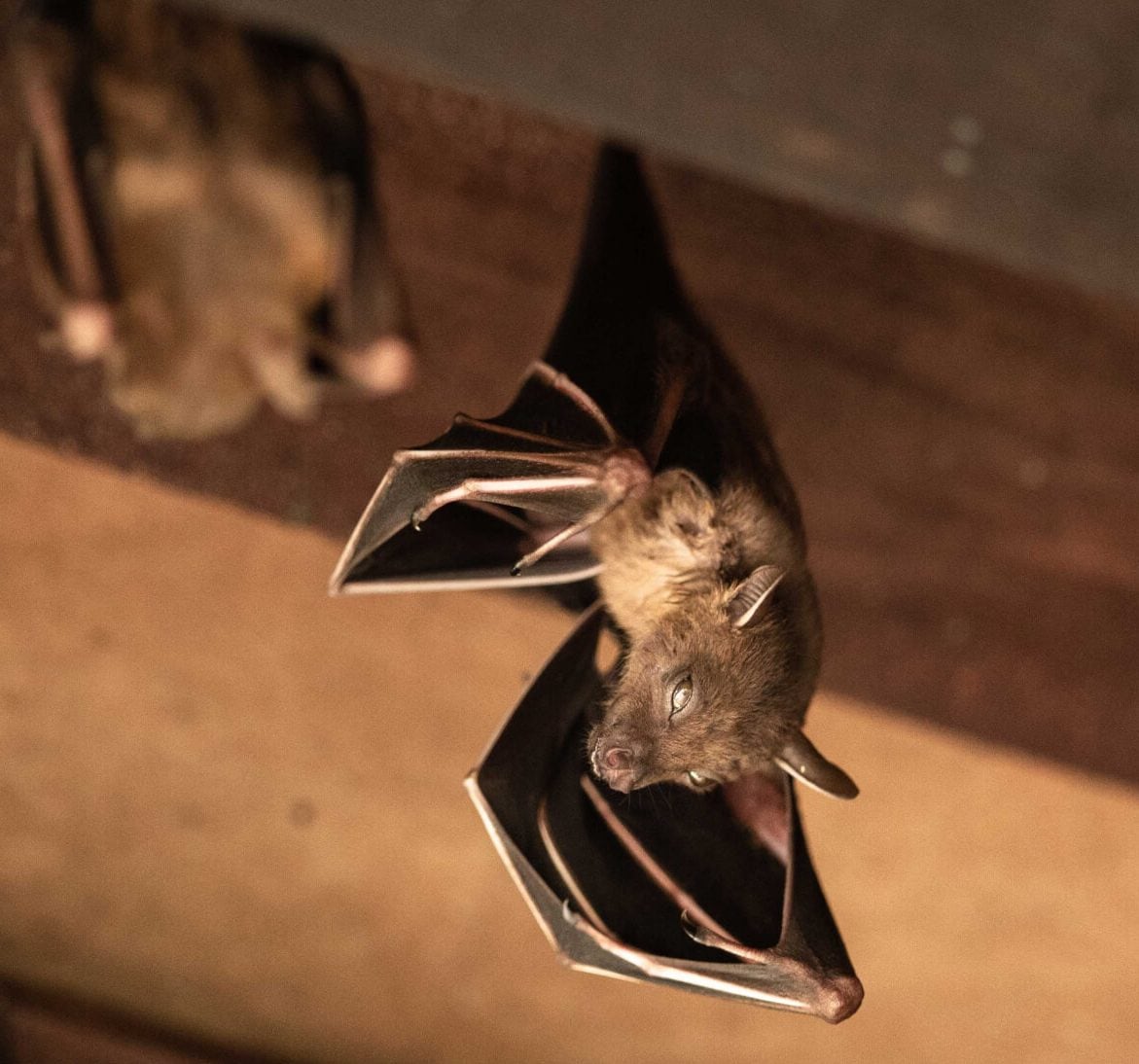 Wildlife-Bats in Cleveland