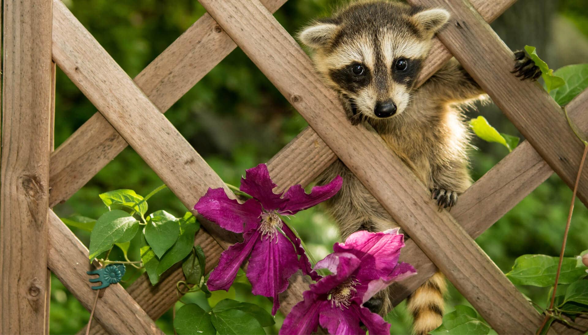 humane raccoon removal services